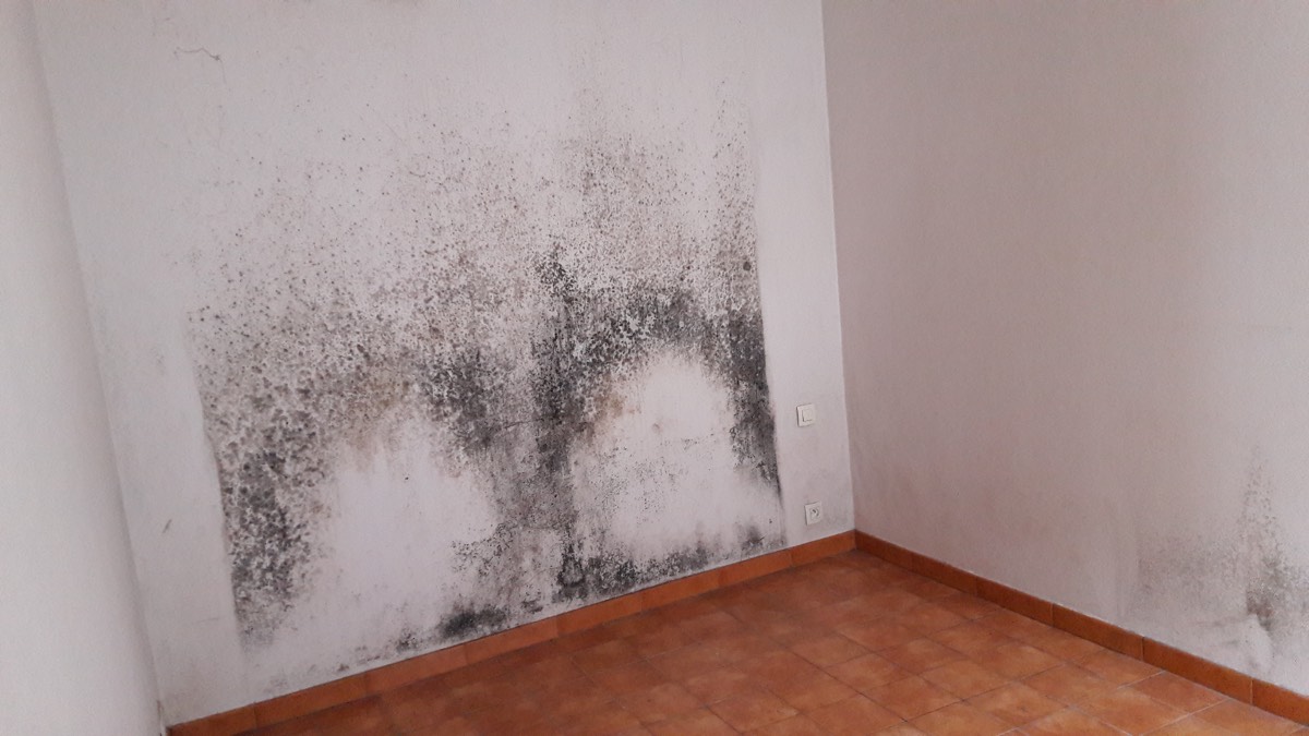 Moisissures - Expertise humidité à Blois
